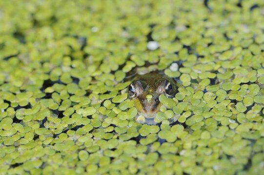 Edible Frog (Pelophylax esculentus, Rana esculenta) in a pond with duckweed (Lemna minor), North Rhine-Westphalia, Germany