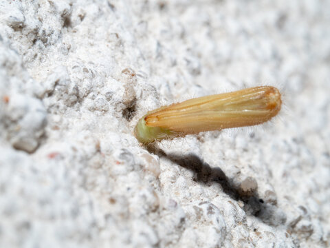 Tiny insect rests on rough, pale stone surface