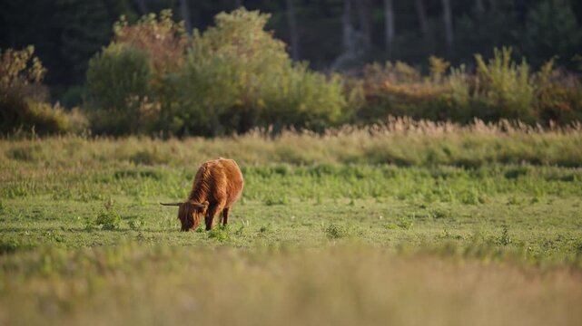 Wide shot of a lone long haired highland cow grazing in a grassy field