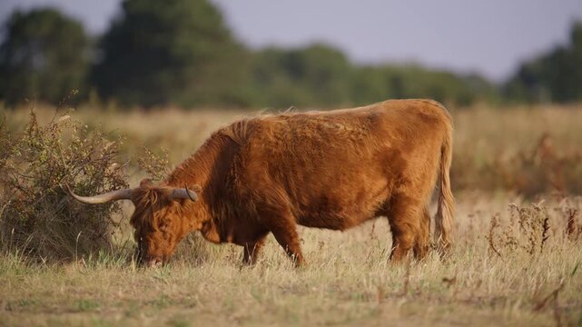 Large beautiful highland cow with huge horns scratching as it stands in a field during golden hour, slow motion