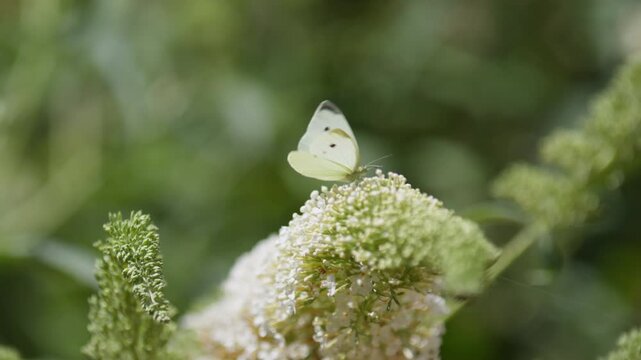 Slomo closeup of Pieris brassicae butterfly flying away from flower