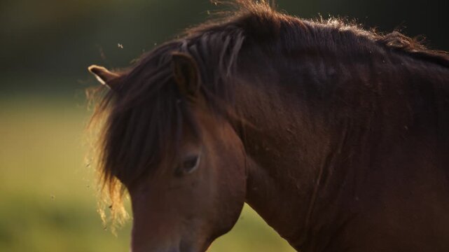 Close up of a wild horse walking through grassland at the golden hour as bugs buzz around its face, slow motion