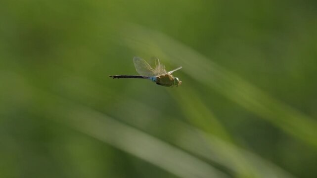 Emperor dragonfly flies across soft green grasses with transparent wings spread balancing on wind, flapping turns, extreme slow motion