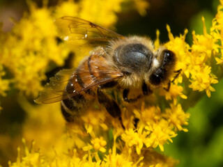 Golden flowers glow beneath a busy bee © Dennis