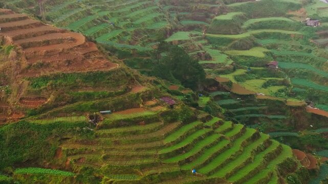 Rain falls over layered vegetable terraces on misty hills in Atok, Benguet
