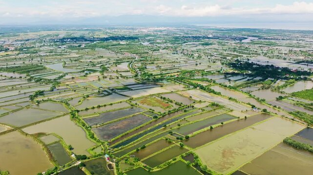 Geometric milkfish ponds spread across green lowlands in Pangasinan, Philippines