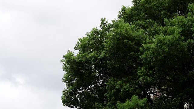 A windy day with trees blowing in Shanghai, China (4K)