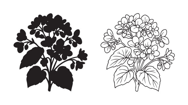 begonia flower cluster vector icon set