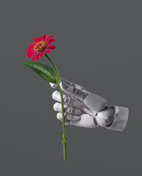 Robotic Hand Holding Red Zinnia Flower Isolated on Grey Background
