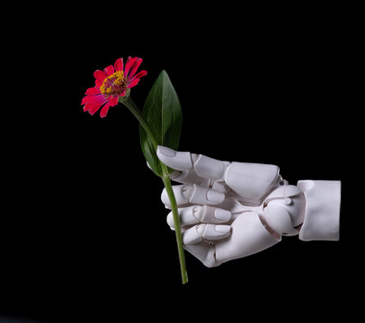 Robotic Hand Holding Red Zinnia Flower Isolated on Black Background