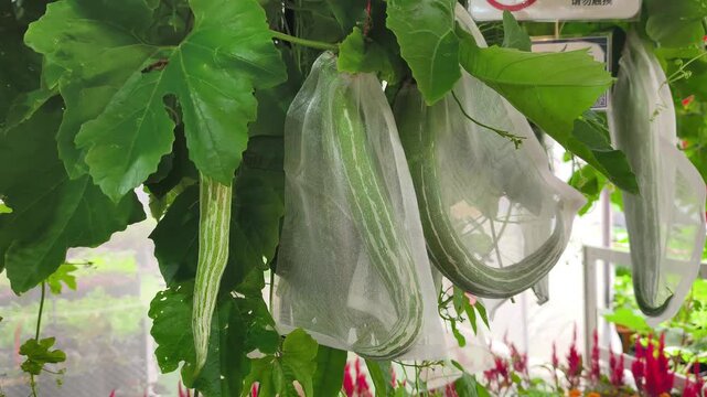 A large snake gourd fruit grows on a trellis in a garden. It is wrapped in a protective fabric net mesh to keep pests away.