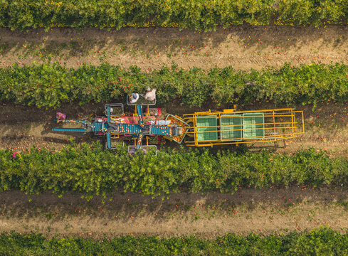 Aerial view of farm workers harvesting apples with a self-propelled picking machine moving between orchard rows in Loriol-sur-Drome, Auvergne-Rhone-Alpes, France.