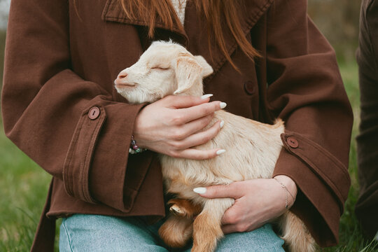 Gentle scene of a woman cuddling a soft goat kid outdoors on a grassy field, embodying warmth, care, and rural lifestyle moments with a calm, intimate mood. It captures a caring moment between human