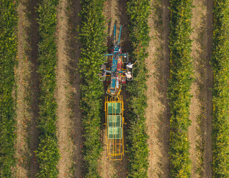 Aerial view of farm workers harvesting apples with a specialized picking machine in an orchard, modern fruit farming and agricultural production in Loriol-sur-Drome, Auvergne-Rhone-Alpes, France.