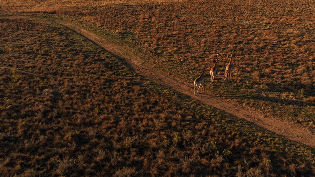 Aerial view of giraffes walking along a dirt path in the savanna of Kruger National Park in Hoedspruit, Limpopo, South Africa.