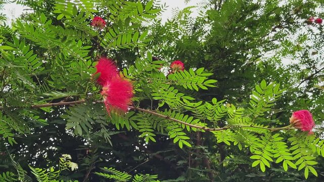 Vibrant red powder puff blossoms blooming among delicate compound leaves on a Calliandra haematocephala tree in a lush outdoor setting