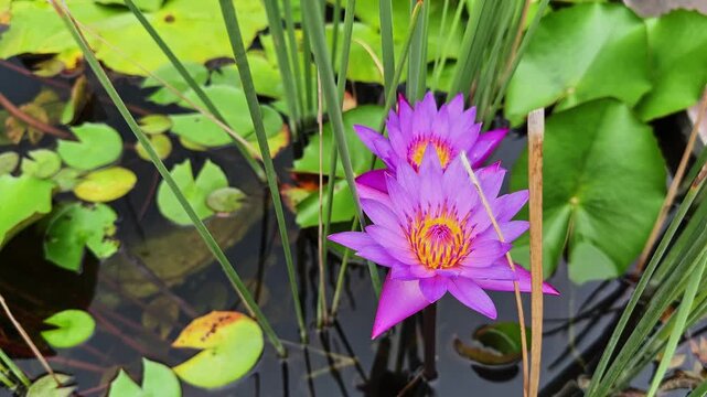 Two purple water lilies gently swaying among aquatic leaves and slender stems on calm pond water in a peaceful garden setting