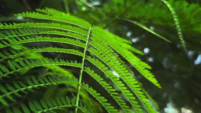 Close view of fresh green compound leaves with delicate repeating leaflets creating a lush natural botanical background