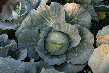 Obraz premium Green Cabbage Heads (Brassica Oleracea) Growing in Organic Farm Field. Cabbage Plantation Ready for Harvest, Natural Vegetable Farm Background