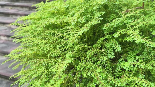 Close view of Pilea microphylla, commonly known as the artillery plant, gunpowder plant, or rockweed, showing its dense, delicate, finely textured green foliage forming a soft canopy