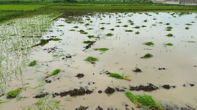 Tilt up view across a waterlogged agricultural field holding bundles of young rice seedlings prepared for manual transplanting during paddy cultivation