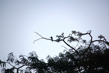 Naklejka premium Silhouette of a toucan in a tree, in the Cuyabeno Wildlife Reserve, outside of Lago Agrio, Ecuador
