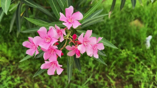 Close view of vibrant pink Oleander blossoms growing in clusters among slender green leaves in a lush garden setting