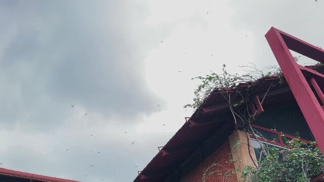 Numerous dragonflies flying through the cloudy sky after rainfall with a traditional building and lush vegetation below