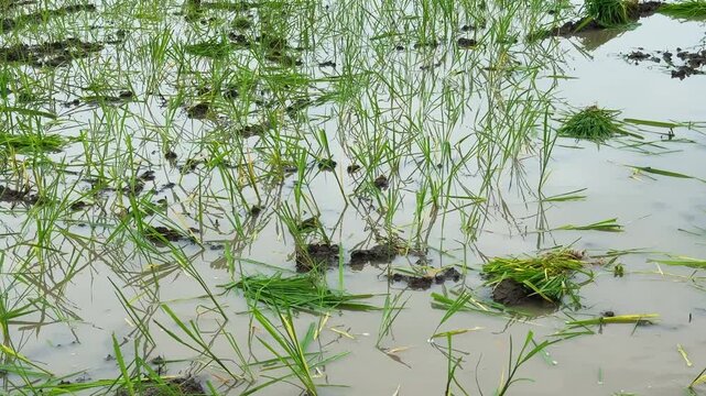 Close view of young rice plants and bundled seedlings floating in shallow water across a muddy agricultural field during paddy cultivation