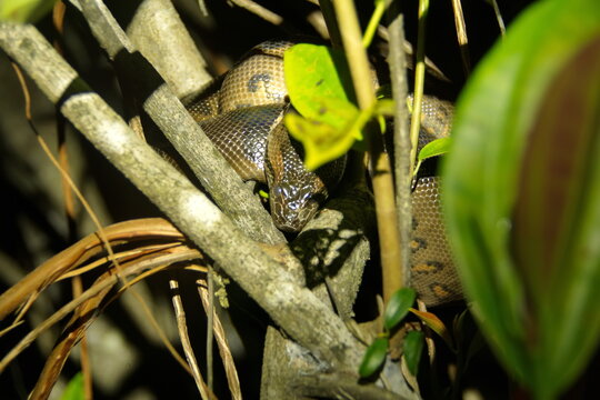 Green anaconda (Eunectes murinus) in a tree at night, in the Cuyabeno Wildlife Reserve, outside of Lago Agrio, Ecuador
