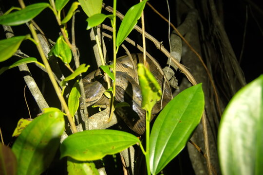 Green anaconda (Eunectes murinus) in a tree at night, in the Cuyabeno Wildlife Reserve, outside of Lago Agrio, Ecuador