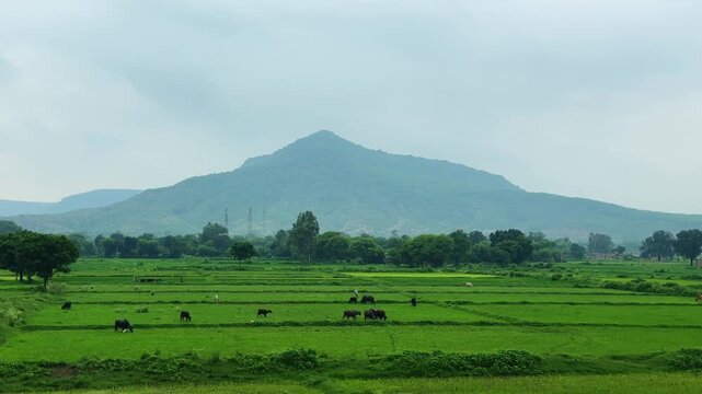Tracking view across vibrant rice fields with grazing cattle and a scenic mountain backdrop in the Indian countryside during monsoon season