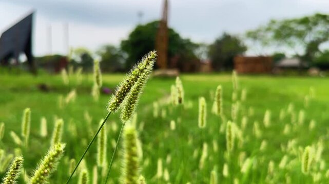 Close view of foxtail grass seed heads standing among lush green vegetation with a softly blurred rural background