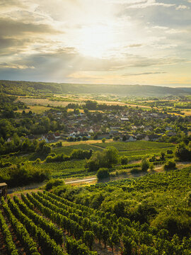 Aerial view of lush green vineyards during the grape harvest season with rolling hills and a small village under a golden sunset sky in Barzy-sur-Marne, Hauts-de-France, France.