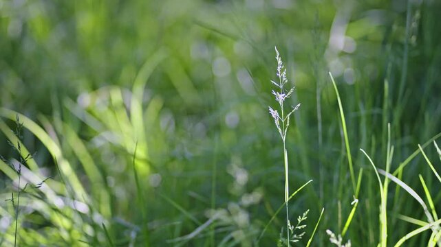 Delicate grass stem stands in sharp focus against a blurred green meadow in warm daylight for calm nature backgrounds.