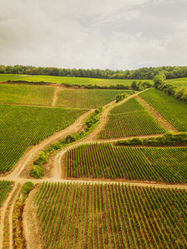 Aerial view of lush green vineyards during the grape harvest season with dirt paths winding through the rows of vines under a cloudy sky in Barzy-sur-Marne, Hauts-de-France, France.