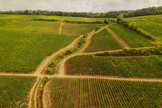 Aerial view of lush green vineyards during the grape harvest season with rows of vines stretching across the rolling hills in Barzy-sur-Marne, Hauts-de-France, France.