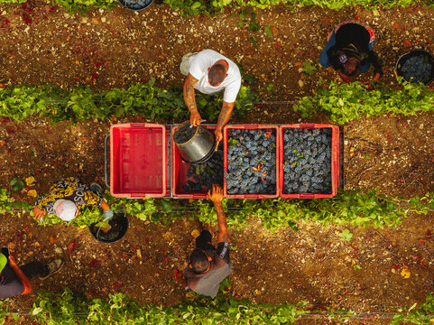 Aerial view of workers harvesting grapes into red crates within rows of vines in a vineyard during the harvest season in Barzy-sur-Marne, Hauts-de-France, France.