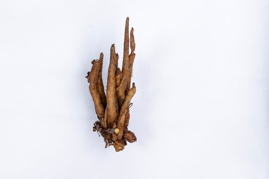 Fresh Fingerroot Rhizome (Boesenbergia Rotunda) Isolated on White Background, Asian Spice and Herbal Medicine Ingredient. Raw Temu Kunci Root (Fingerroot Spice) Chinese Ginger, and Traditional Wellnes