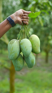 Hand holding a cluster of green mangoes with a leaf in a tropical orchard