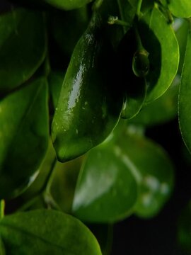 Close up of a large rain drop dripping from wet dark green leaves Vertical Video 3:4 rasio
