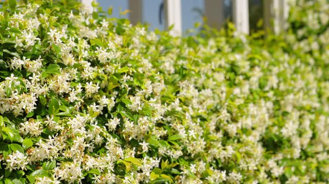Bee buzzing near Star Jasmine Hedge Covered In Fragrant White Blossoms And Lush Green Leaves On Sunny Day in Umbria, Italy