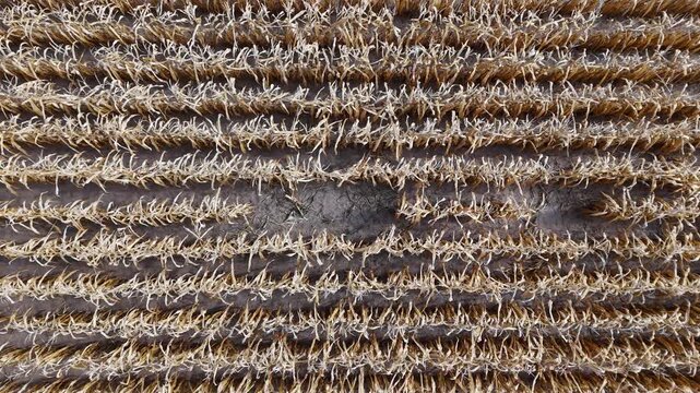 Aerial view of harvested corn field with rows of dry stubble in the soil in Coimbra, Coimbra District, Portugal.