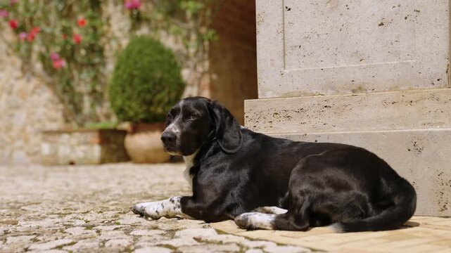 Black Dog Resting in Sunny Stone Courtyard Beside Potted Plants and Rustic Wall, Relaxed Pet Portrait in Umbria, Italy