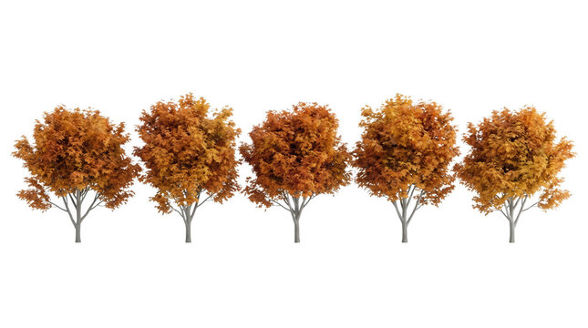 Eine Reihe von f&uuml;nf isolierten Laubb&auml;umen mit dichtem, herbstlich gef&auml;rbtem Laub in Orange- und Goldt&ouml;nen, die auf einem rein wei&szlig;en Hintergrund f&uuml;r Architekturvisualisierungen freigestellt sind.