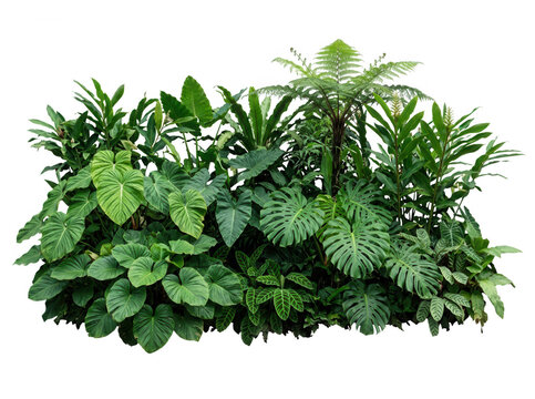 Eine &uuml;ppige Ansammlung verschiedener tropischer Pflanzen mit gro&szlig;en gr&uuml;nen Bl&auml;ttern, darunter Monstera und Farn, isoliert vor einem rein wei&szlig;en Hintergrund f&uuml;r florale Designprojekte und Collagen.