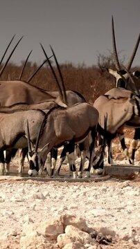 Herd of Gemsbok Oryx Drinking Water at Waterhole in African Savanna
