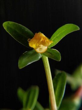 Wet portulaca oleracea yellow bud covered in rain drops at night Vertical Video 3:4 rasio