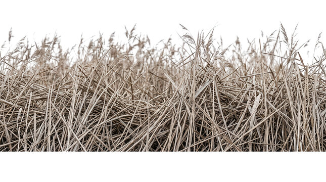 Um campo de grama seca e palha isolado em um fundo branco, capturado em um &acirc;ngulo baixo, exibindo texturas naturais, tons terrosos e detalhes org&acirc;nicos ideais para composi&ccedil;&otilde;es de design gr&aacute;fico.