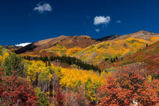 Autumn mountainside showing colorful fall foliage and blue sky in Utah